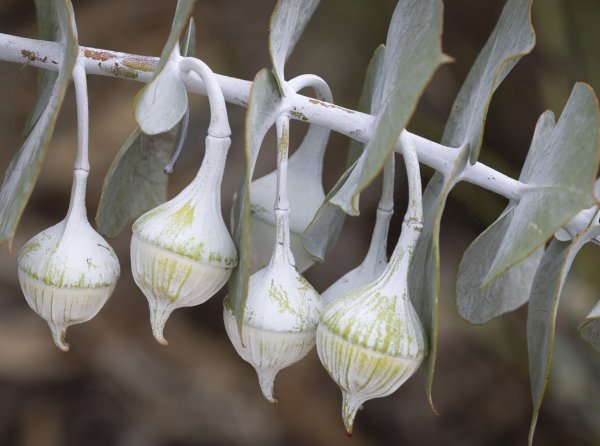 Beyond Flowers Image