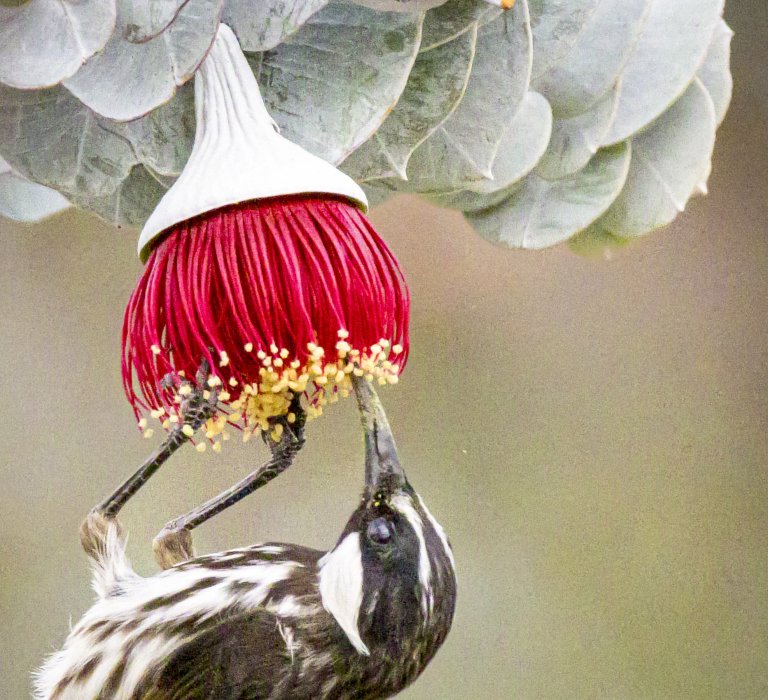 Guides’ plant of the month for April Image