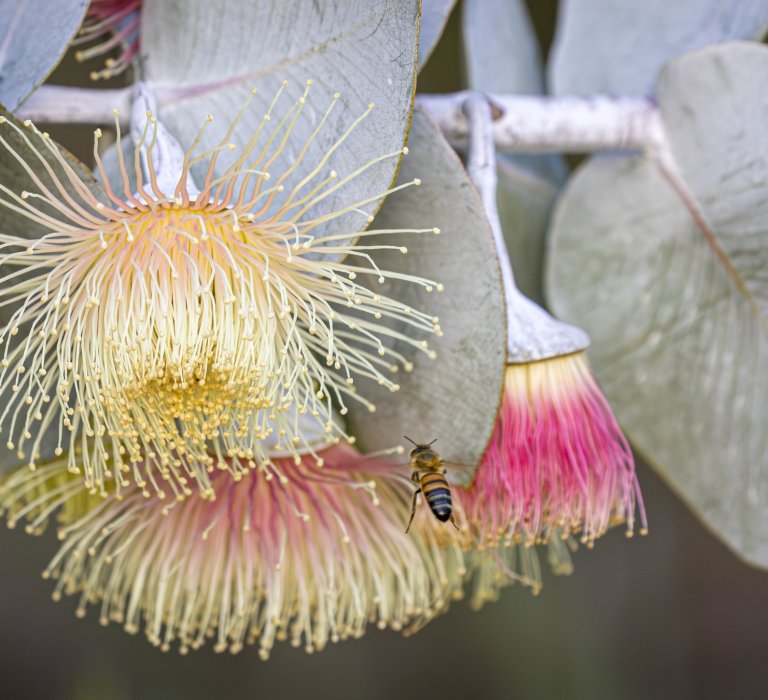 Guides’ plant of the month for April Image