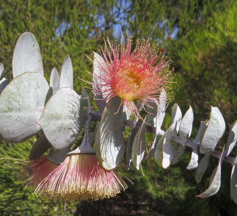 Guides’ plant of the month for April Image