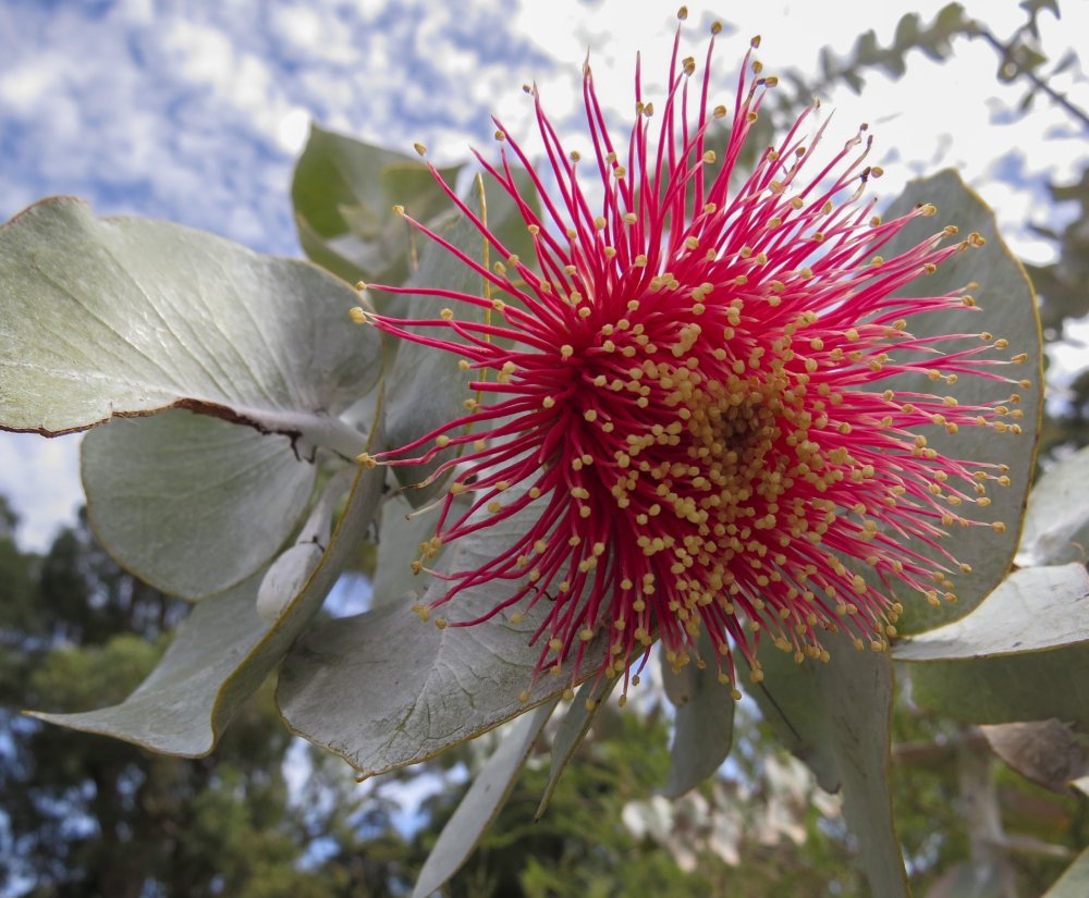 Guides’ plant of the month for April Image