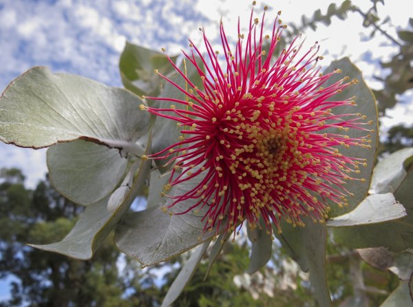 Guides’ plant of the month for April Image