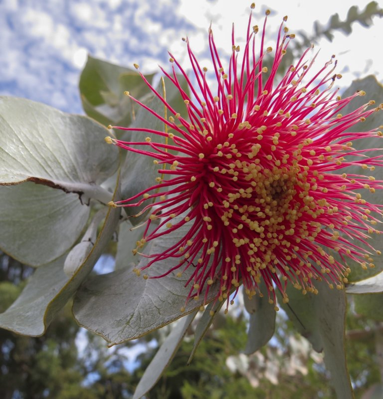 Guides’ plant of the month for April Image