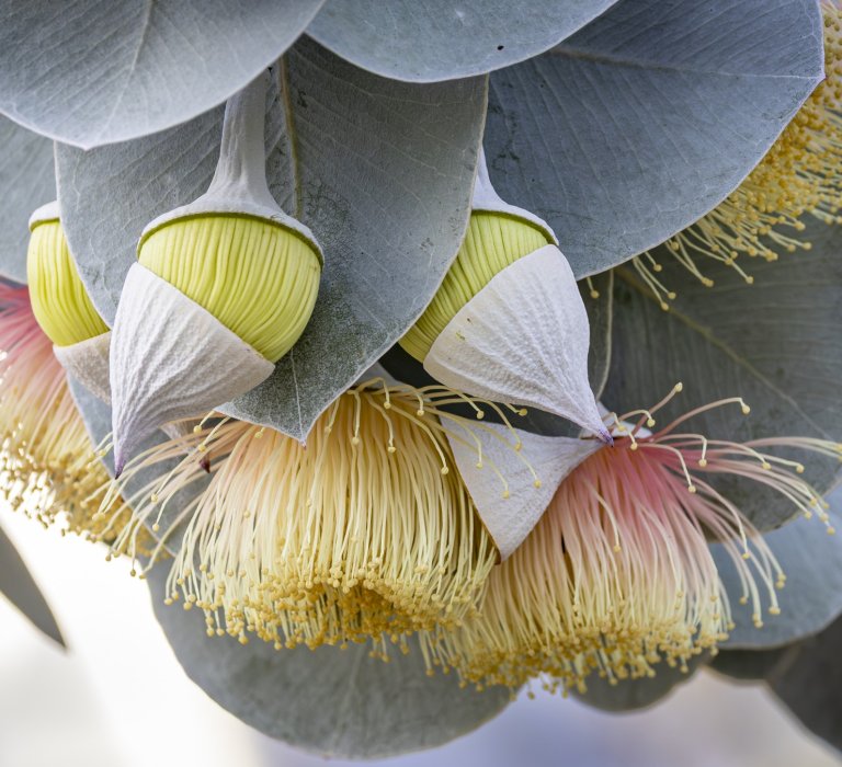 Guides’ plant of the month for April Image