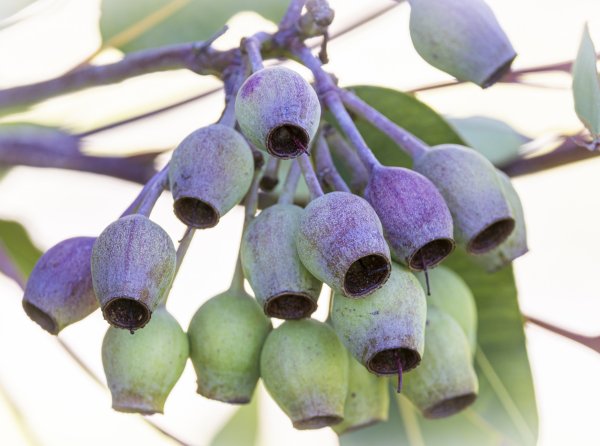 Discover Kings Park Image