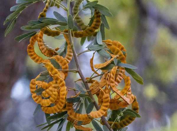 Beyond Flowers Image