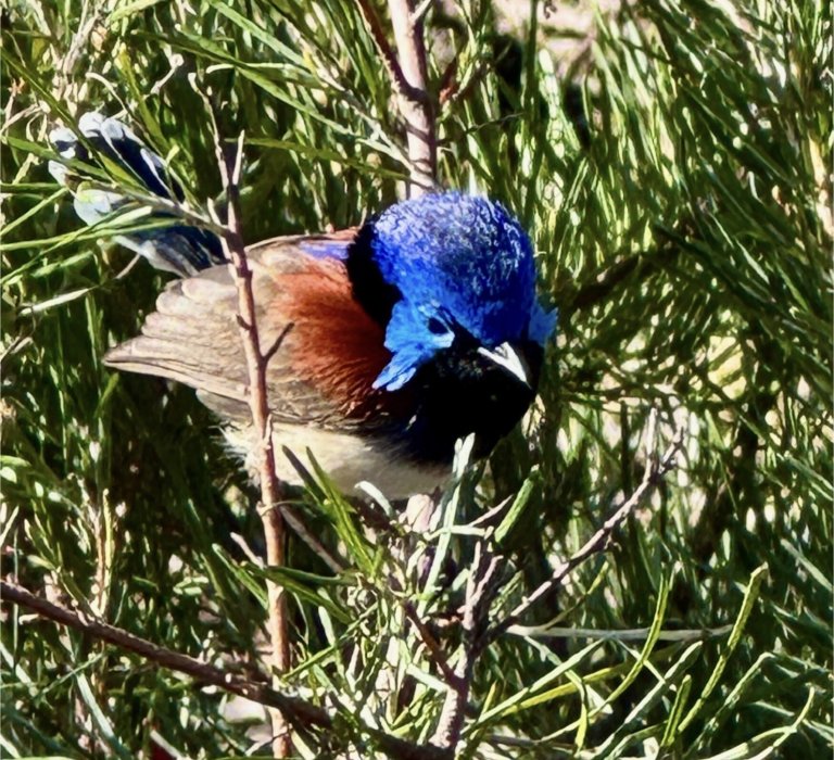 Celebrate National Eucalypt Day! Image