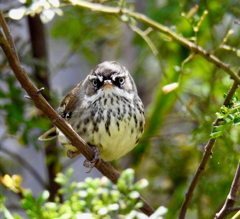 Celebrate National Eucalypt Day! Image