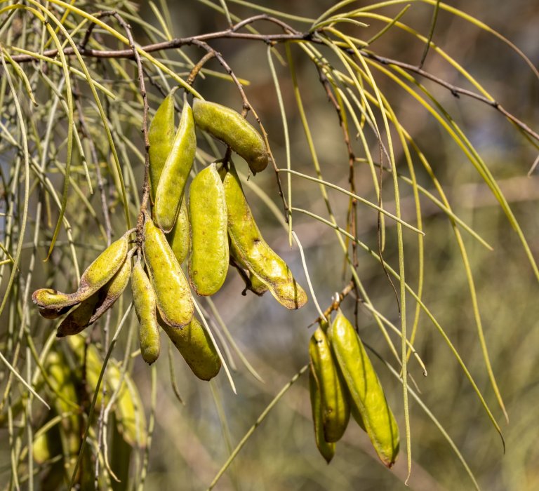 Guides’ plant of the month for May Image