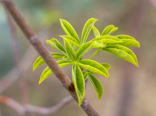 Beyond Flowers Image