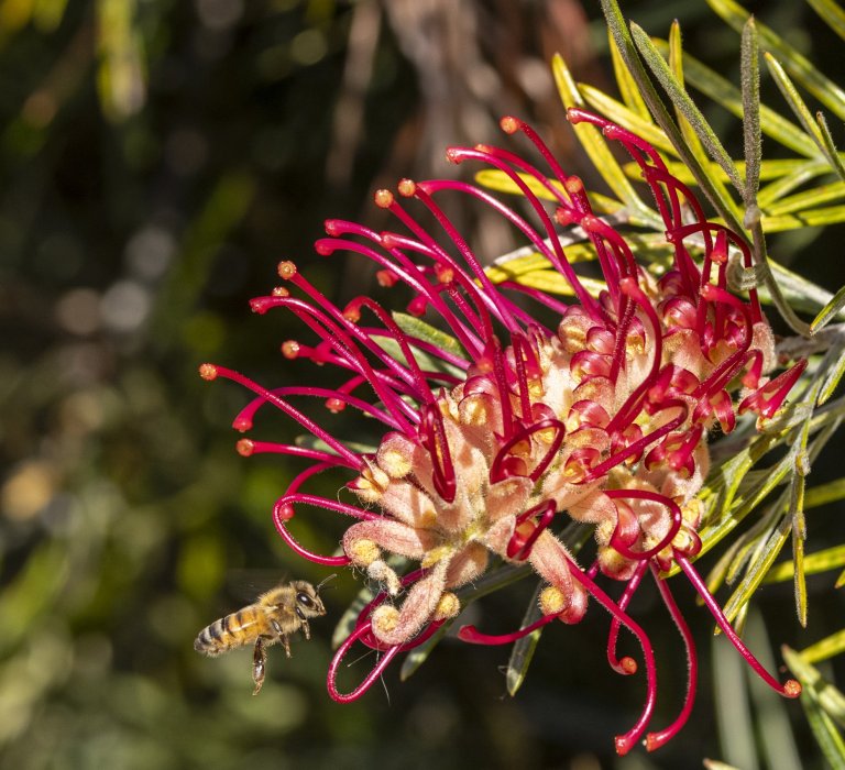 Observe ANZAC Day in Kings Park Image
