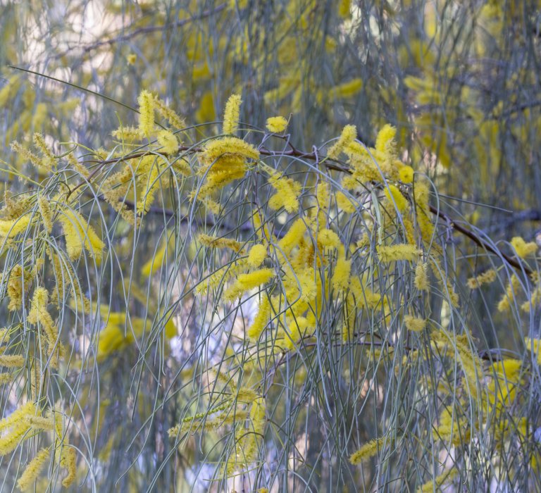 Guides’ plant of the month for May Image