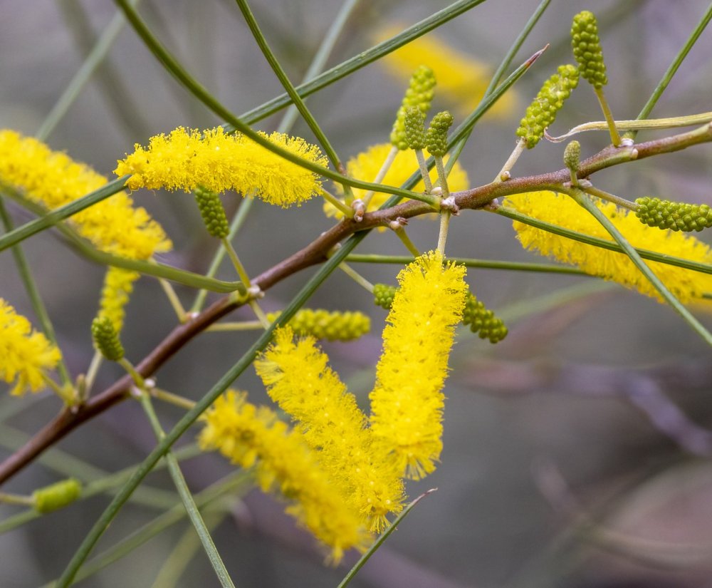 Guides’ plant of the month for May Image