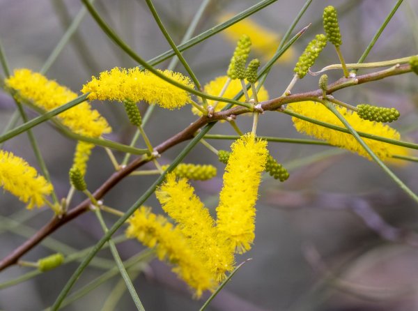 Guides’ plant of the month for May Image