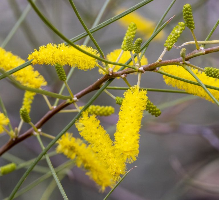 Guides’ plant of the month for May Image