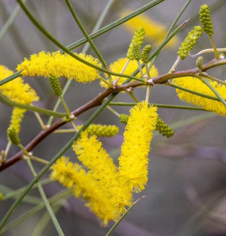 Guides’ plant of the month for May Image