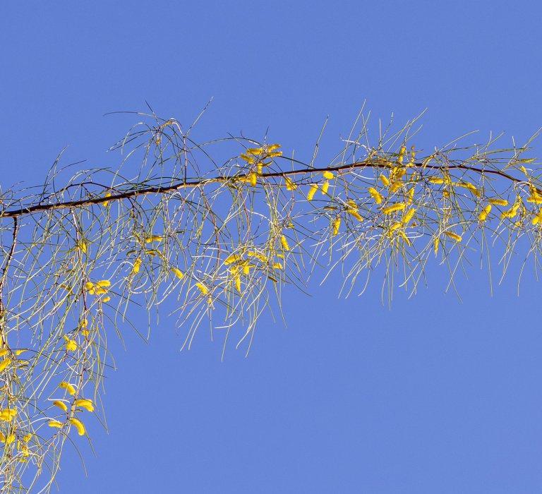 Guides’ plant of the month for May Image