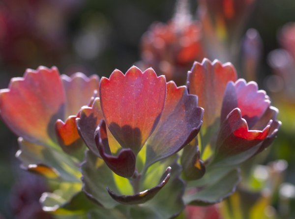 Beyond Flowers Image