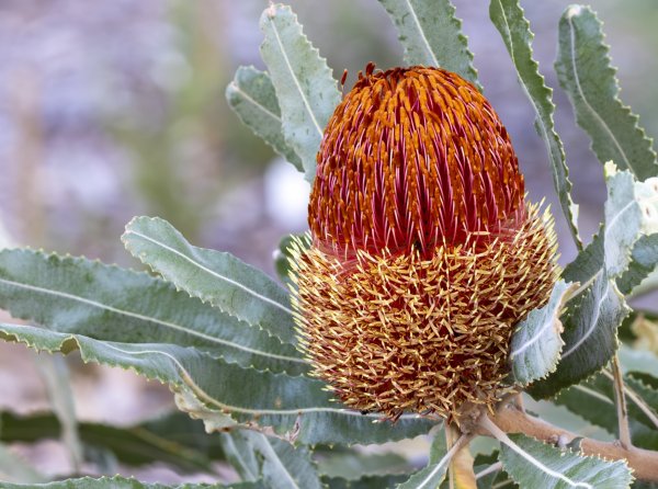 Plants and Fungi Image