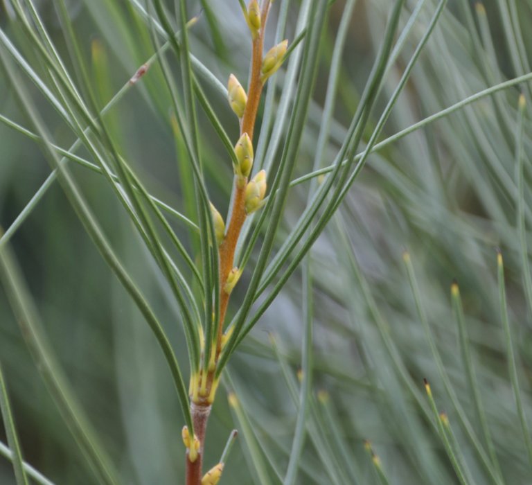 Guides’ plant of the month for July Image