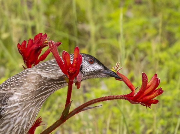 Birds Image