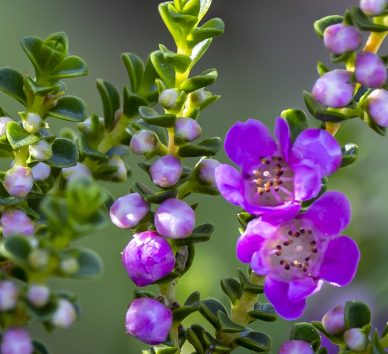 Guides’ plant of the month for June Image