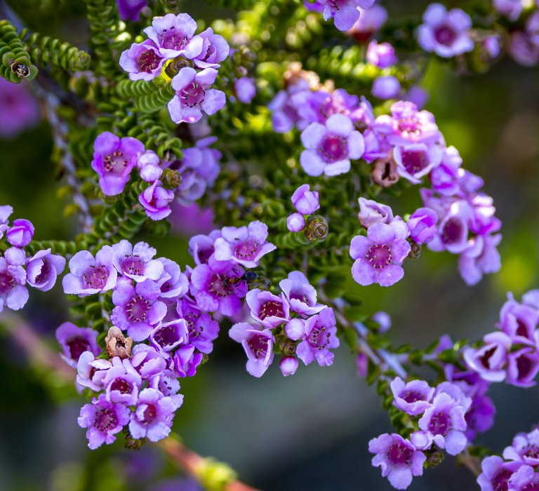 Guides’ plant of the month for June Image