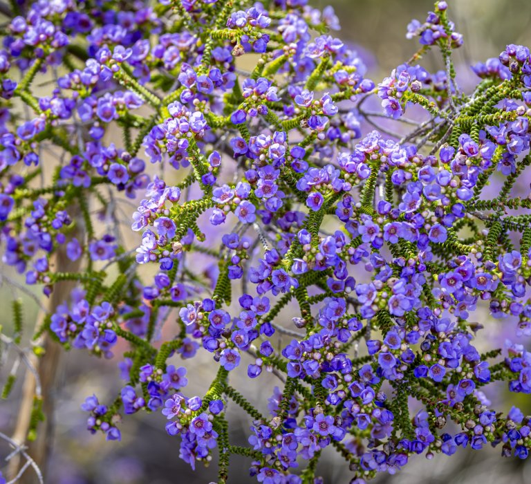 Guides’ plant of the month for June Image