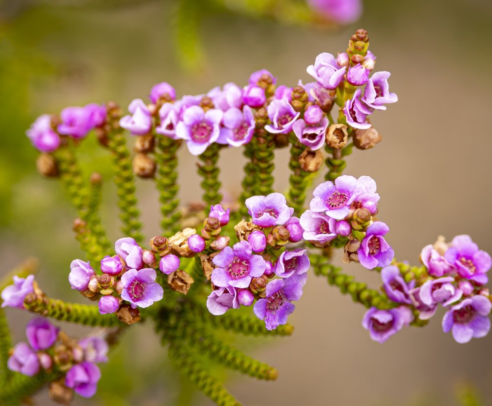 Guides’ plant of the month for June Image
