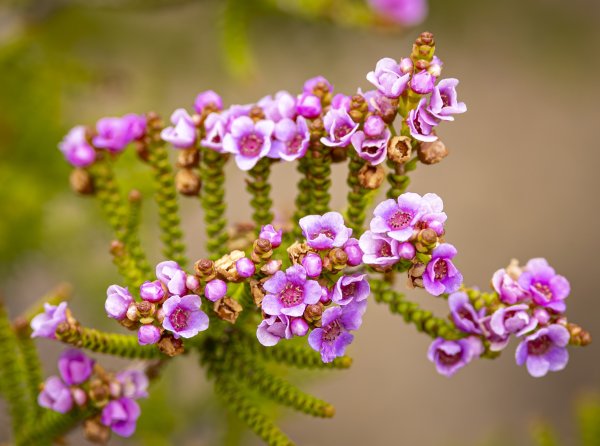 Guides’ plant of the month for June Image