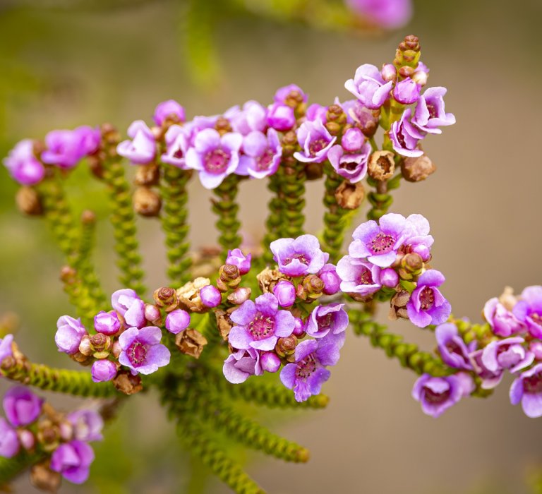 Guides’ plant of the month for June Image