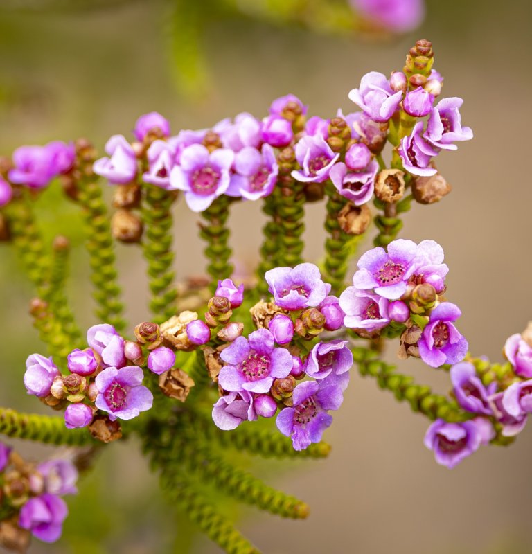 Guides’ plant of the month for June Image