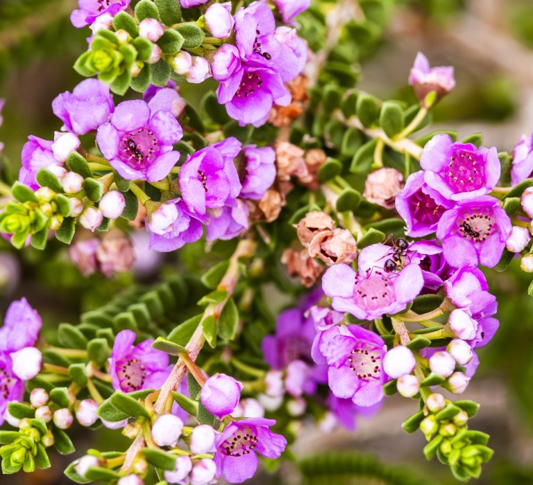 Guides’ plant of the month for June Image