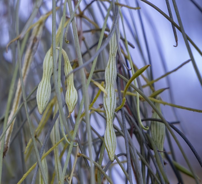 Guides’ plant of the month for May Image
