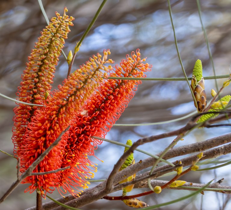 Guides’ plant of the month for July Image