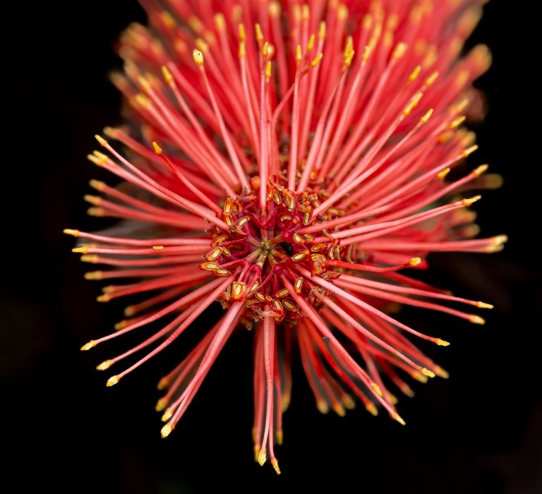 Guides’ plant of the month for July Image