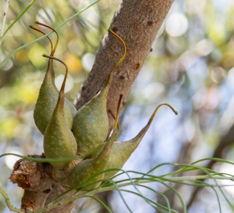 Guides’ plant of the month for July Image