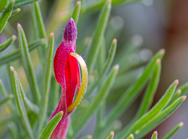 Flowers Image
