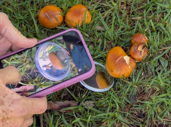 Fungi Image
