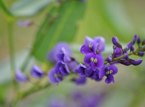 Wildflowers and Bushland Image
