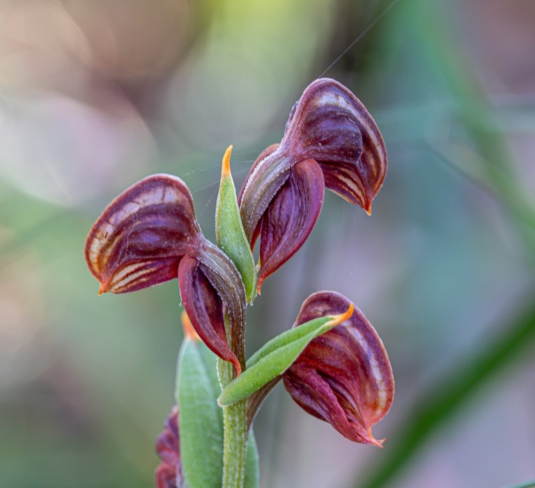 KPG_Bushland_Dark Banded Greenhood Orchid