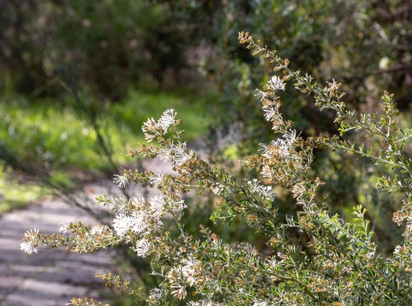 Heart of the Park Image