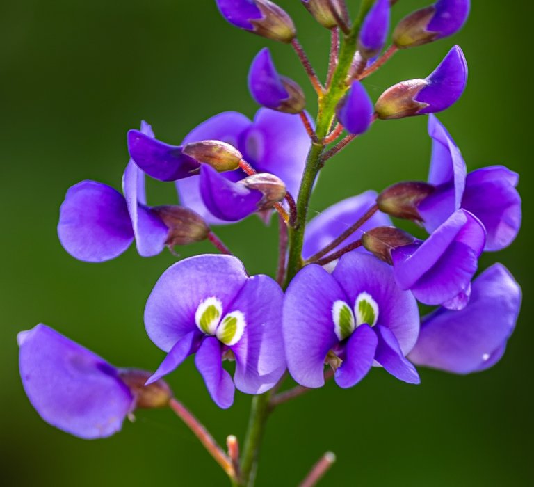 Guides’ plant of the month for August Image