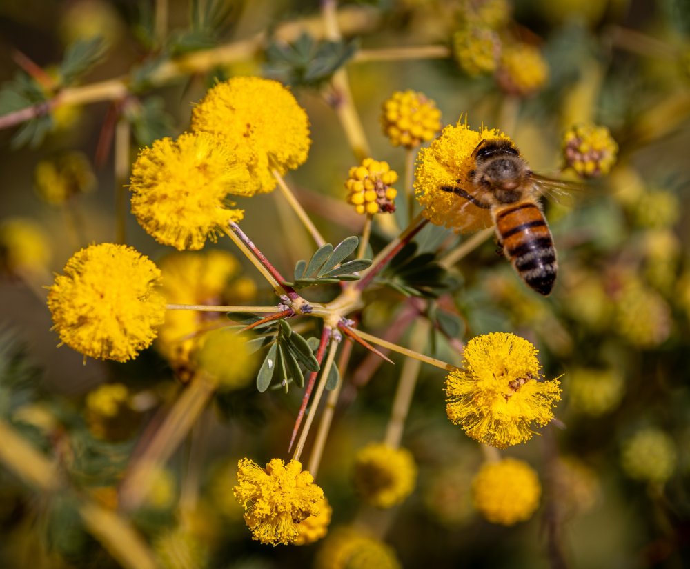 Celebrate National Wattle Day! Image