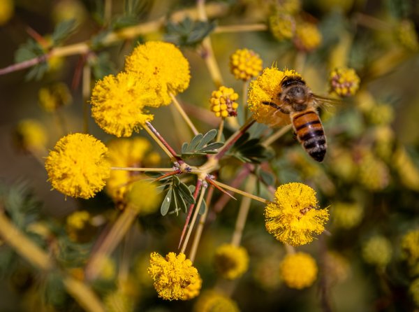 Celebrate National Wattle Day! Image