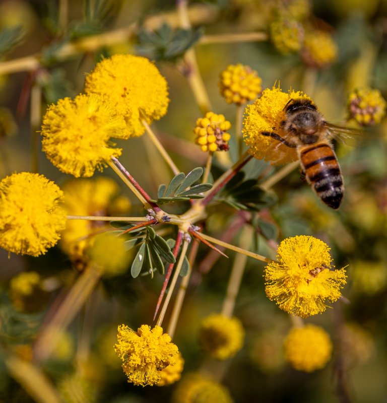 Celebrate National Wattle Day! Image