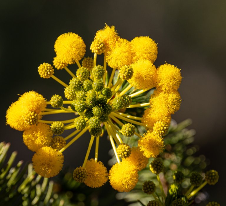 Celebrate National Wattle Day! Image
