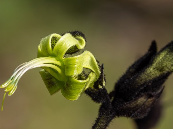 Flowers Image