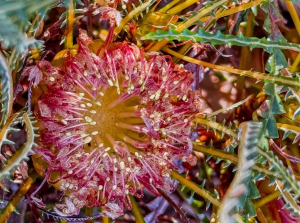 Flowers Image