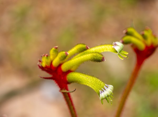 Flowers Image